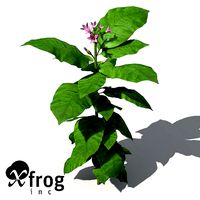 XfrogPlants Tobacco