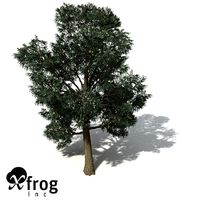 XfrogPlants Blue-Gum Eucalyptus