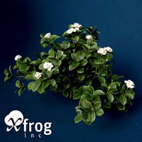XfrogPlants Gardenia