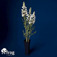 XfrogPlants Snapdragon