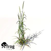 XfrogPlants Ryegrass