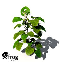 XfrogPlants Bean