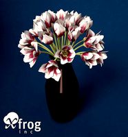 XfrogPlants Tulip