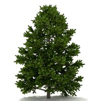 Balsam fir
