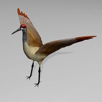 Sandhill Crane