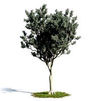 Conocarpus erectus 16 am154