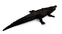 Crocodile
