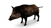 Wild pig