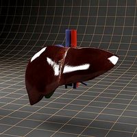 Anatomy liver and gallbladder