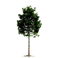 Platanus x hispanica 101SU V2