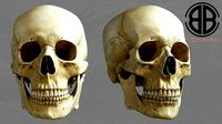 Skull