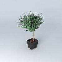 Gunny stabilized plant Eucalyptus Green