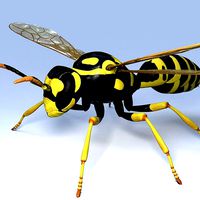 paper wasp
