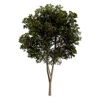 Austrian oak Quercus cerris