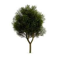 Honey locust