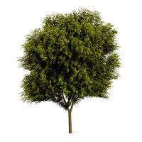 Honey locust 1