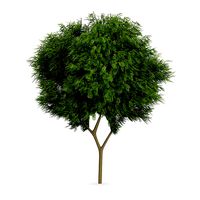 Honey locust 2