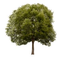 Hackberry Tree Lowpoly