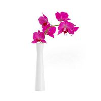 Orchid Flower in White Vase