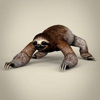 Low Poly Realistic Sloth
