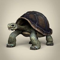 Low Poly Realistic Tortoise