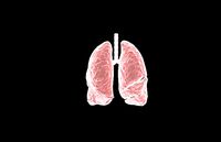 Lung 3d Model with lobes Medically accurate