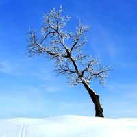 Snow Covered Locust Tree