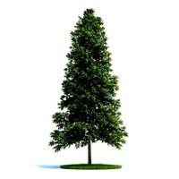 Trees Picea Abies conifer