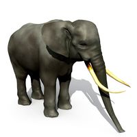 Asian Elephant 3D Model