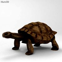 Galapagos Turtle High Detailed