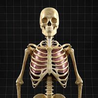 Anatomy Lungs and complete Skeleton