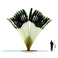 Green Desert Ravenala Madagascariensis