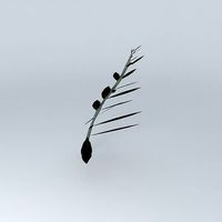 Olive Branch 3D tree