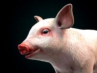 Pig Piglet model