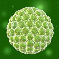 Virus 05
