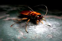 Cockroach
