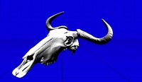 Wildebeeste Skull
