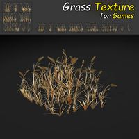 Dry WheatGrass Texture