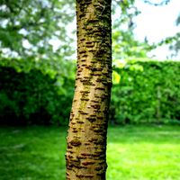 Tree sample Bark