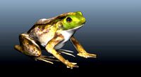 green frog