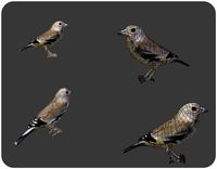 bird golden finch