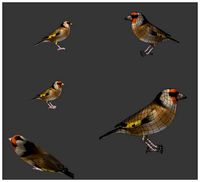 bird golden finch 2