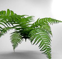 Bracken