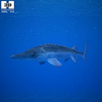 Atlantic Sturgeon Acipenser Oxyrhynchus
