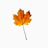 Maple leaf