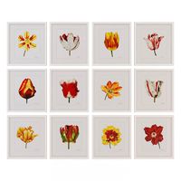 Charlotte Morgan Watercolour Tulips