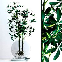 Schefflera Double