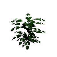 Nettle