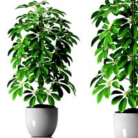 plant schefflera