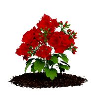 Red Geraniums Geranium caespitosum